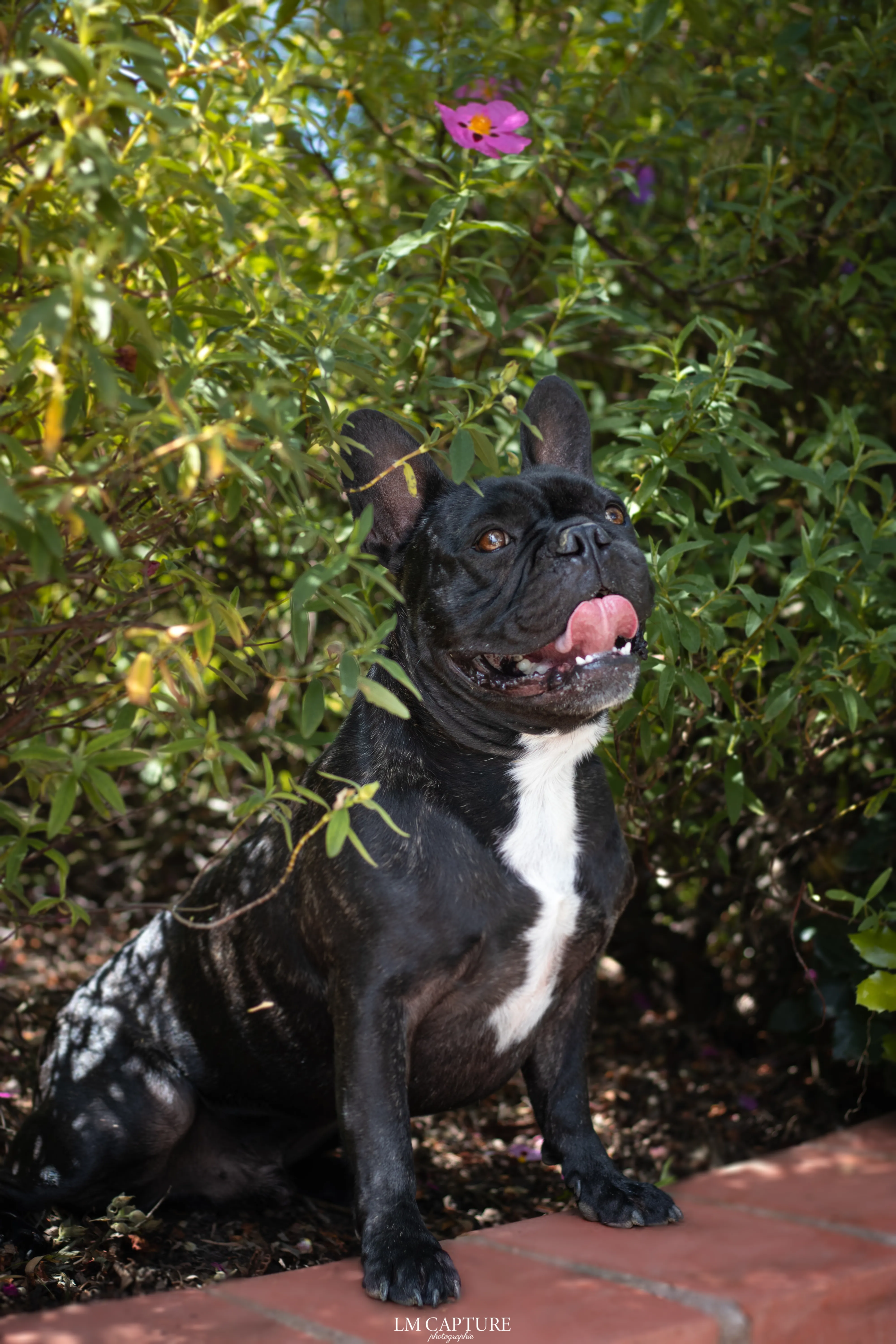 Portrait canin